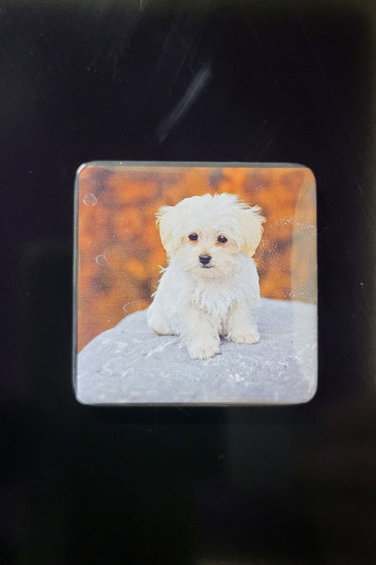 Personalised Photo Fridge Magnets (3D)